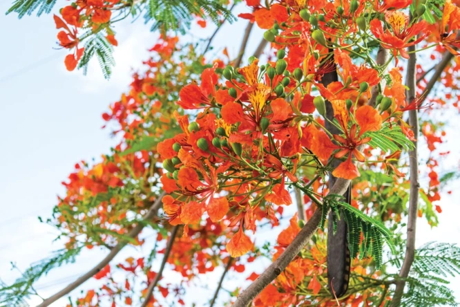 Trident Parktown Panipat Gulmohar tree with orange flowers and green foliage