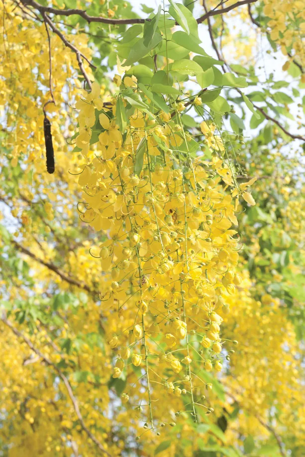 Trident Parktown Panipat Amaltas tree with yellow flowers and green foliage