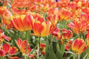 Trident Parktown Panipat Tulip Vista with orange tulip flowers